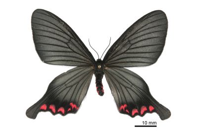 松村氏淺翅鳳蛾 Epicopeia hainesii matsumurai 雌蟲