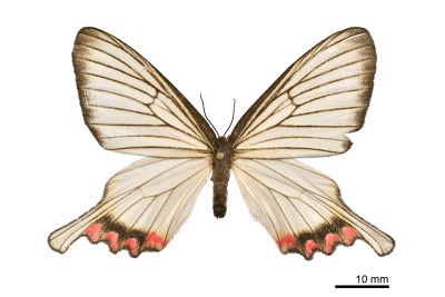 松村氏淺翅鳳蛾 Epicopeia hainesii matsumurai 雌蟲