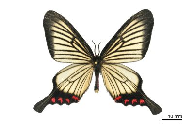 松村氏淺翅鳳蛾 Epicopeia hainesii matsumurai 雄蟲