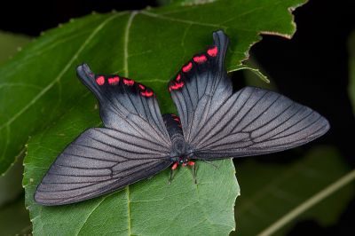 松村氏淺翅鳳蛾 Epicopeia hainesii matsumurai 雌蟲