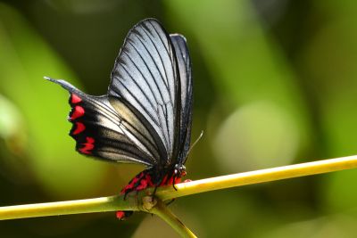 松村氏淺翅鳳蛾 Epicopeia hainesii matsumurai 雌蟲