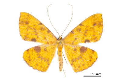 雌黃粉尺蛾 Eumelea ludovicata 雌蟲