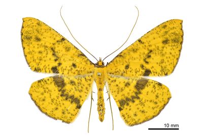 雌黃粉尺蛾 Eumelea ludovicata 雌蟲