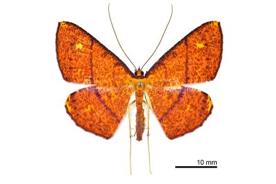 雌黃粉尺蛾 Eumelea ludovicata ludovicata 雄蟲
