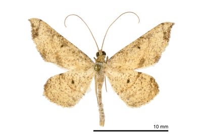 黑點小褐尺蛾 Ozola defectata 雄蟲