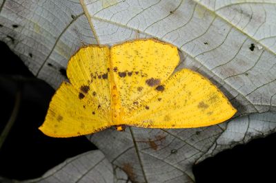 雌黃粉尺蛾 Eumelea ludovicata 雌蟲