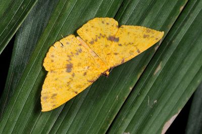 雌黃粉尺蛾 Eumelea ludovicata 雌蟲