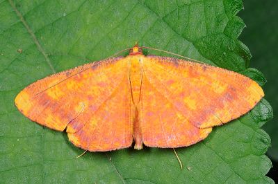 雌黃粉尺蛾 Eumelea ludovicata 雄蟲