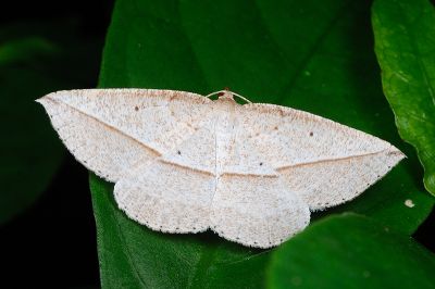 慧尺蛾 Heteralex aspersa formosana 雄蟲