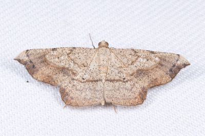 黑點小褐尺蛾 Ozola defectata 雌蟲
