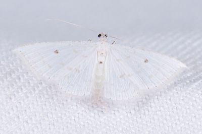 淡紋細身粉尺蛾 Derambila fragilis 雌蟲