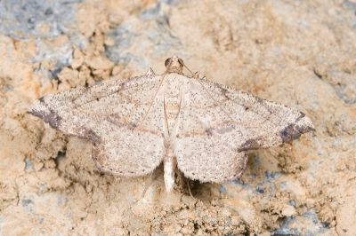 黑點小褐尺蛾 Ozola defectata 雄蟲