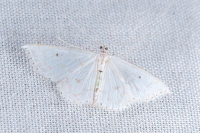 淡紋細身粉尺蛾 Derambila fragilis 雄蟲