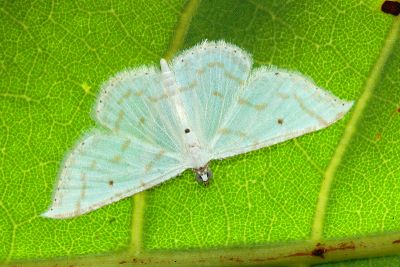 淡紋細身粉尺蛾 Derambila fragilis 雄蟲