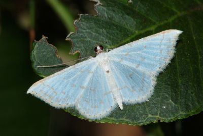 淡紋細身粉尺蛾 Derambila fragilis 雄蟲