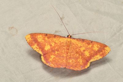 雌黃粉尺蛾 Eumelea ludovicata 雄蟲