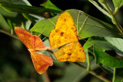 雌黃粉尺蛾 Eumelea ludovicata 交尾中個體