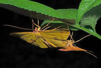 雌黃粉尺蛾 Eumelea ludovicata ludovicata