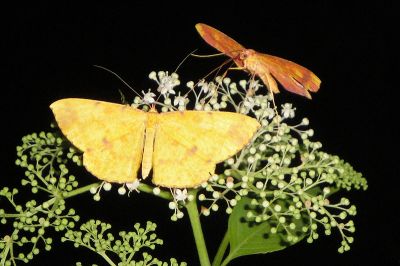 雌黃粉尺蛾 Eumelea ludovicata 雄蟲與雌蟲