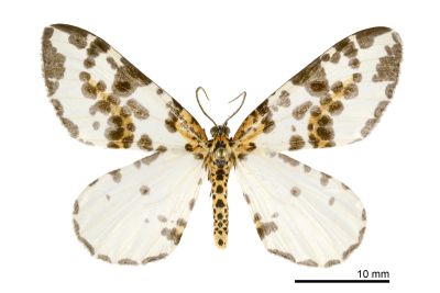 粗斑線金星尺蛾 Abraxas antinebulosa 雄蟲