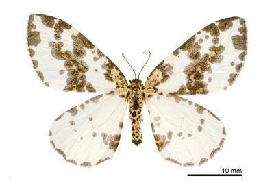 粗斑線金星尺蛾 Abraxas antinebulosa 雌蟲