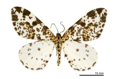 線金星尺蛾 Abraxas placata 雄蟲