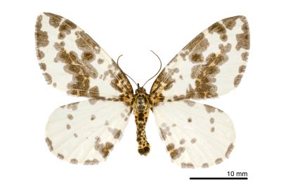 粗斑線金星尺蛾 Abraxas antinebulosa 雌蟲