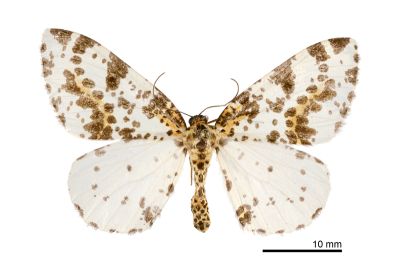 線金星尺蛾 Abraxas placata 雌蟲