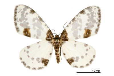 小金星尺蛾 Abraxas tenellula 雌蟲
