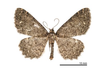 阿里山鋸線尺蛾 Abaciscus alishanensis 雄蟲