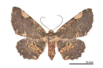 雙斑鋸線尺蛾 Abaciscus costimacula 雌蟲