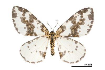 粗斑線金星尺蛾 Abraxas antinebulosa 雌蟲