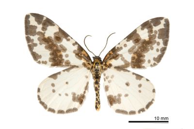 粗斑線金星尺蛾 Abraxas antinebulosa 雄蟲