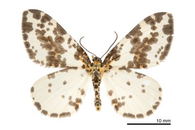 粗斑線金星尺蛾 Abraxas antinebulosa 雄蟲