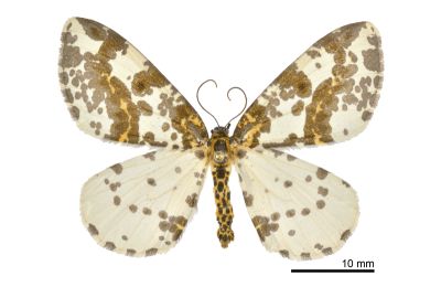 粗斑線金星尺蛾 Abraxas antinebulosa 雌蟲