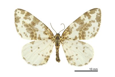 粗斑線金星尺蛾 Abraxas antinebulosa 雌蟲