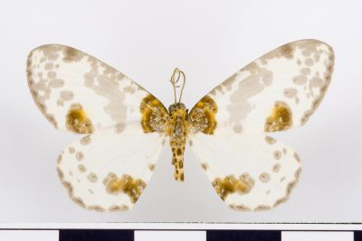 尖翅金星尺蛾 Abraxas cupreilluminata 雄蟲