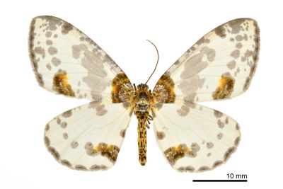 尖翅金星尺蛾 Abraxas cupreilluminata 雌蟲