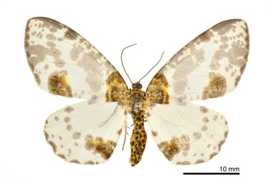 尖翅金星尺蛾 Abraxas cupreilluminata 雌蟲