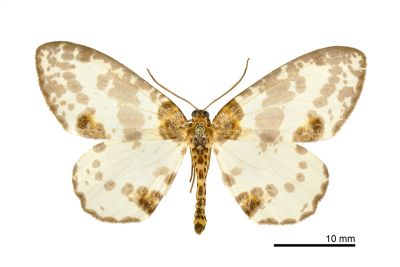 尖翅金星尺蛾 Abraxas cupreilluminata 雄蟲