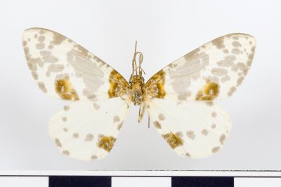 比亞金星尺蛾 Abraxas persimplex 雄蟲