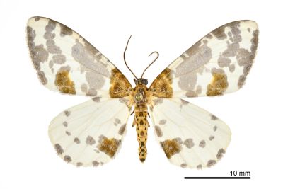 比亞金星尺蛾 Abraxas persimplex 雄蟲