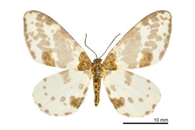 比亞金星尺蛾 Abraxas persimplex 雄蟲