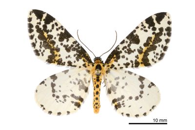 線金星尺蛾 Abraxas placata 雄蟲