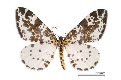 線金星尺蛾 Abraxas placata 雄蟲