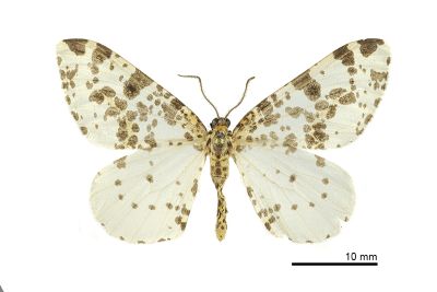 線金星尺蛾 Abraxas placata 雄蟲