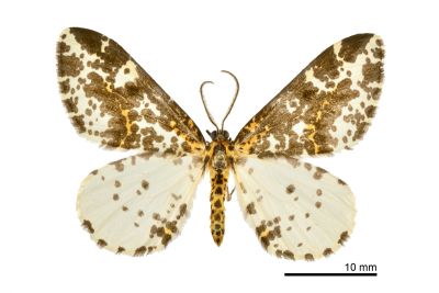 線金星尺蛾 Abraxas placata 雄蟲