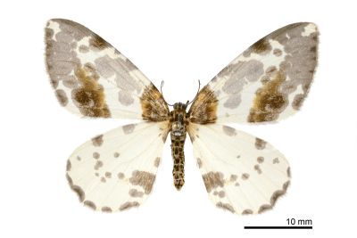 黯緣金星尺蛾 Abraxas stictotaenia 雌蟲