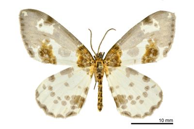 黯緣金星尺蛾 Abraxas stictotaenia 雄蟲