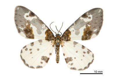 黯緣金星尺蛾 Abraxas stictotaenia 雄蟲